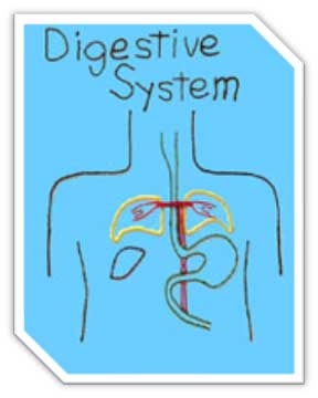 Digestive System