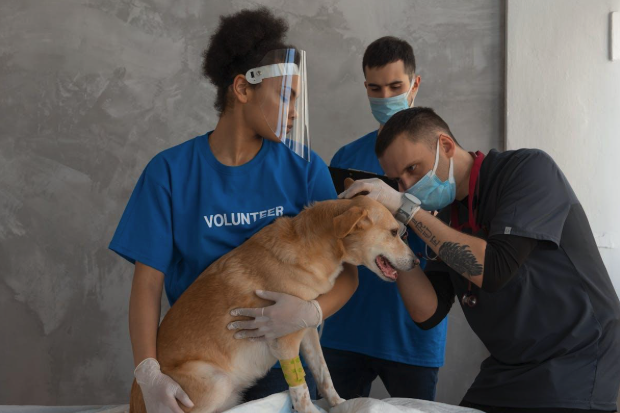 Dog Skin Allergies Treatment Options Every New Pet Owner Should Know