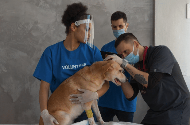 Dog Skin Allergies Treatment Options Every New Pet Owner Should Know